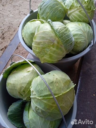 Зелень, кабачки, капуста