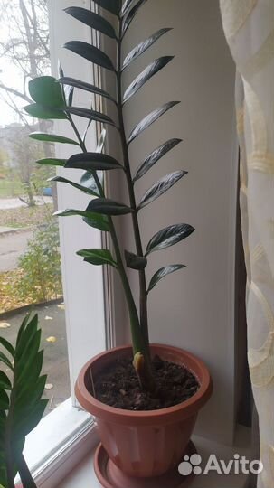 Замиокулькас