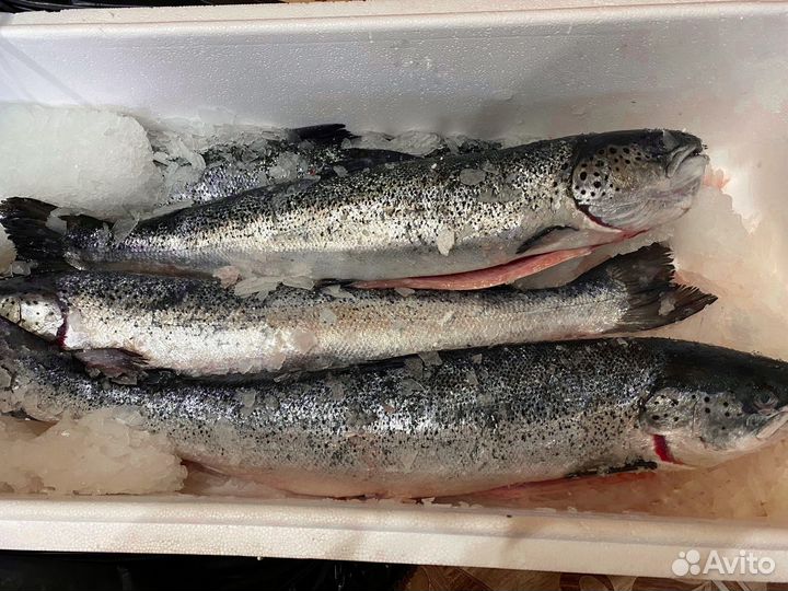 Семга свежемороженая