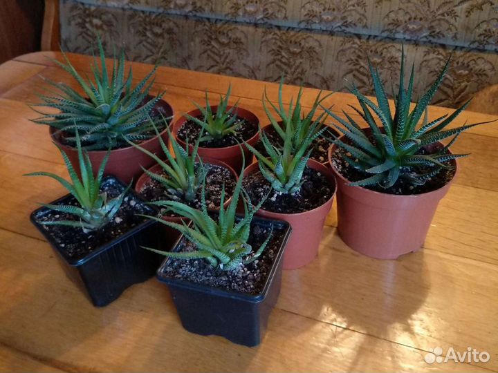 Хавортия полосатая Fasciata