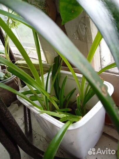 Комнатные цветы отростки