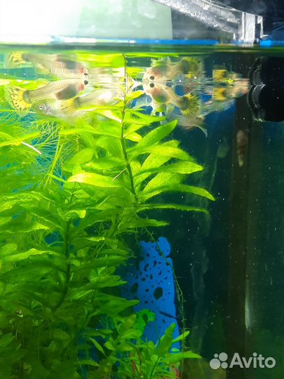 Аквариум 60 л