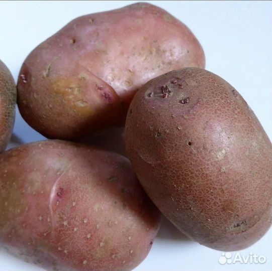 Продам картофель домашний