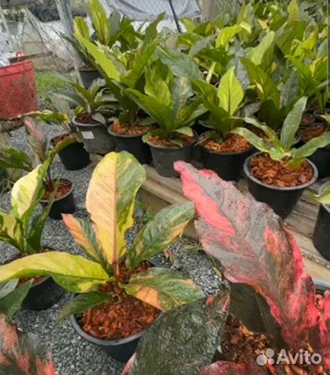 Aнтуриум вар