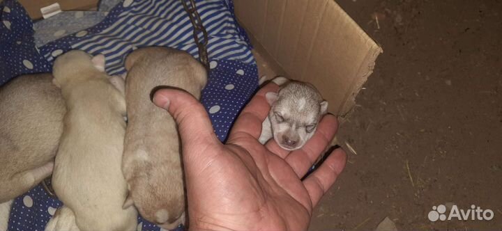 Метис лайки