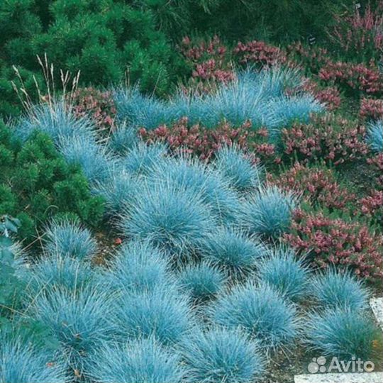 Овсяница сизая фестука вечнозеленая