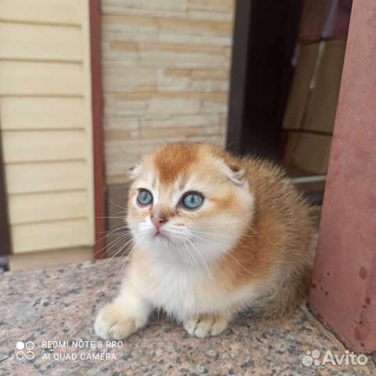 Шотландские котята