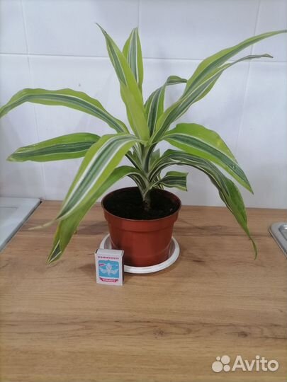 Драцена и сансиеверия