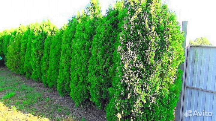 Туи с доставкой