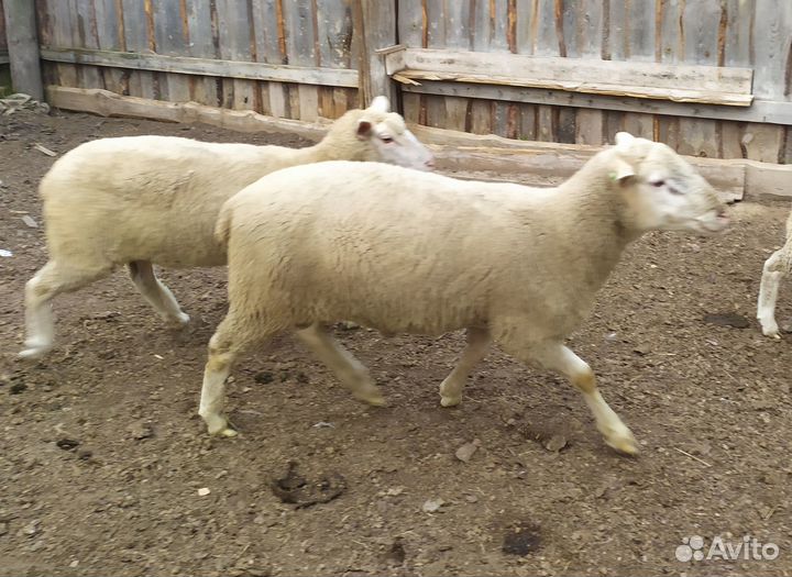 Бараны ташлинские