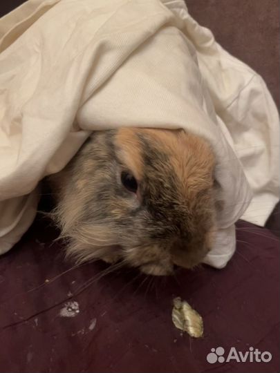 Декоративный кролик с клеткой