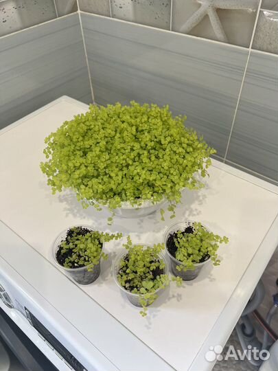 Солейролия