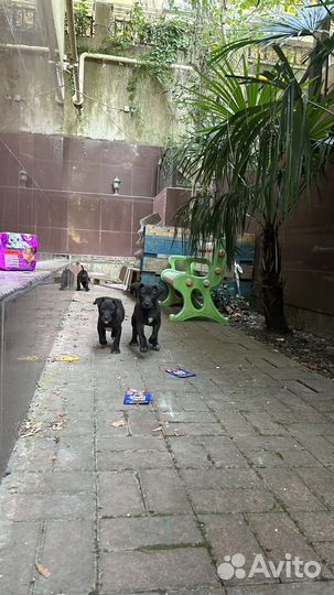 Щенки в добрые руки