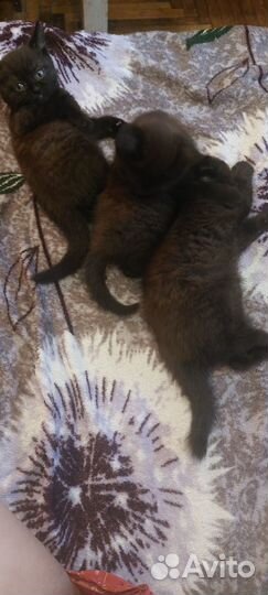 Шотландские котята