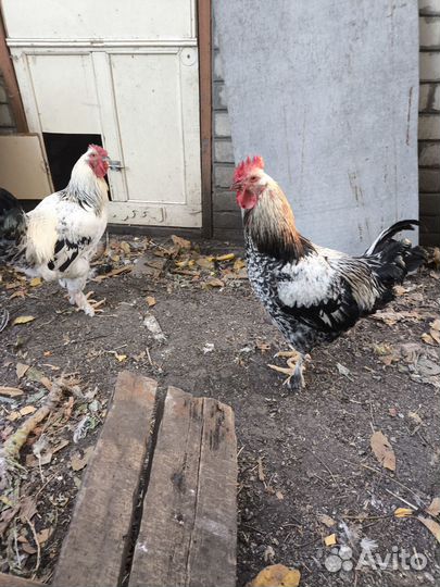 Петухи