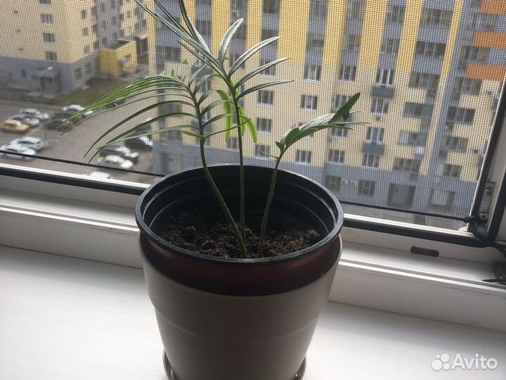 Цикас революта