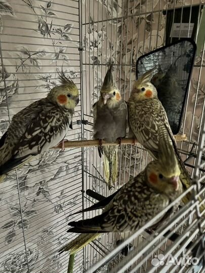 Попугай Корелла