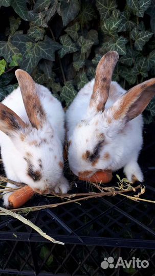 Чистопородные кролики 