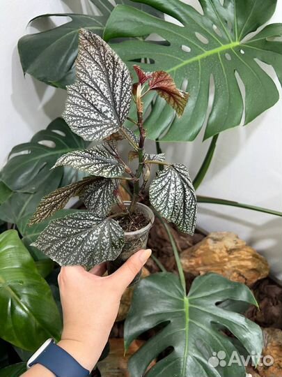 Бегония Крылья Ангела (Begonia Angel Wing)
