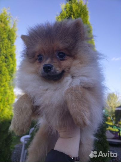 Померанский шпиц медвежьего типа