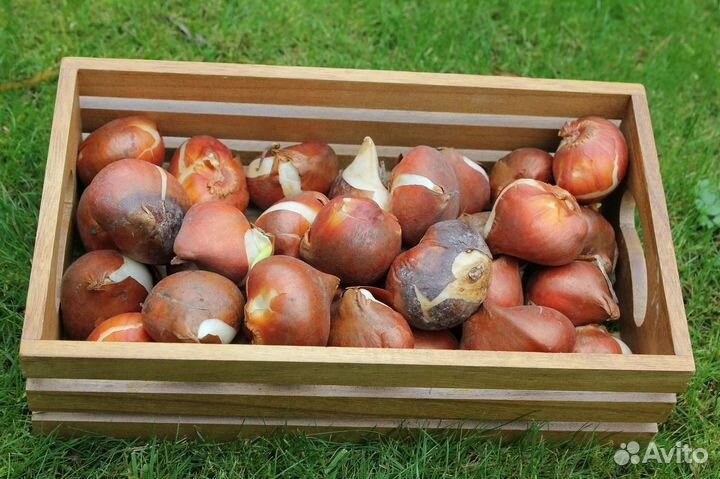 Луковицы тюльпанов оптом 11/12