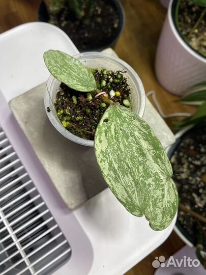 Хойя рангсан / Hoya sp. Rangsan