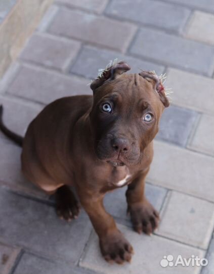 Щенки питбуля