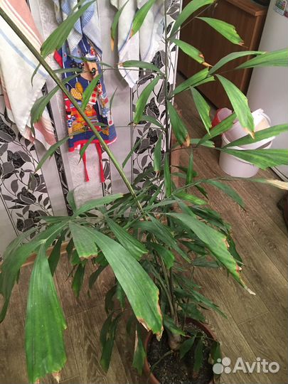 Пальма кариота митис