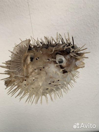 Настоящая рыба Фугу