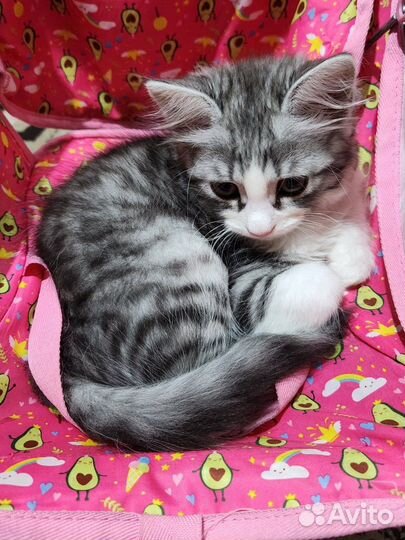 Сибирский кот