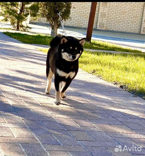 Собака сиба ину