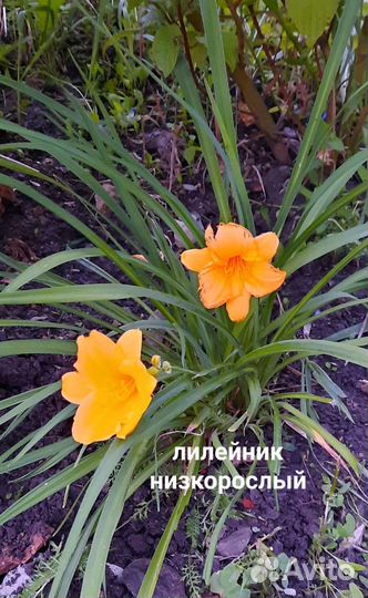 Цветы многолетник лилия смолка гортензия