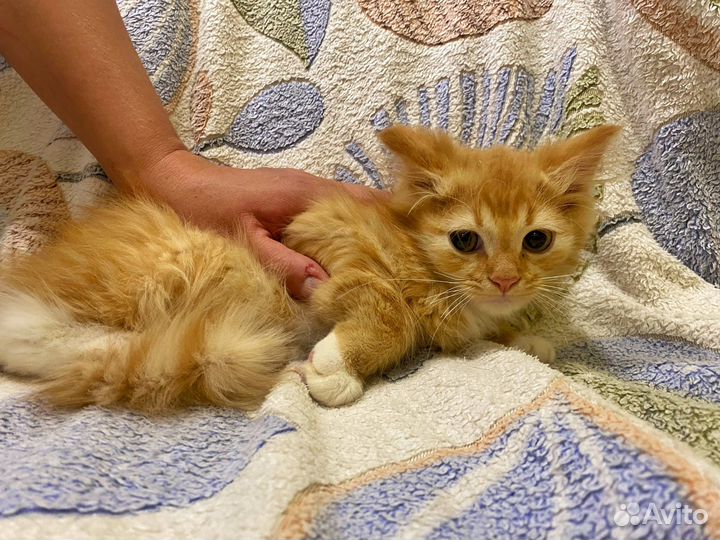 Рыжий котенок