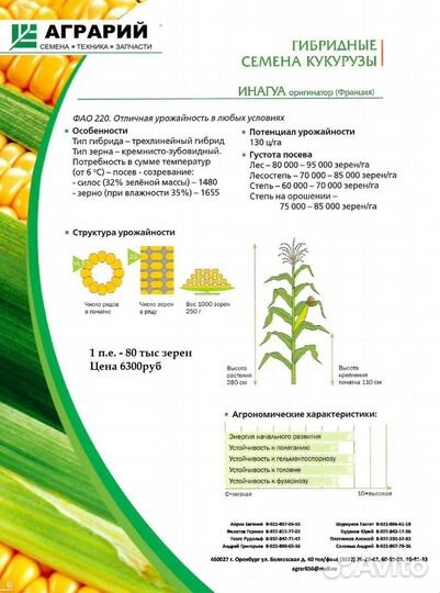 Гибридные семена кукурузы Инагуа