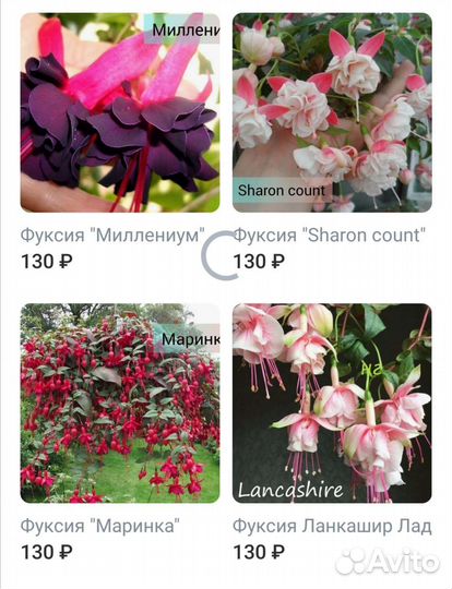 Фуксия сортовая