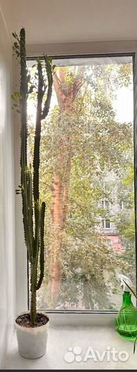 Большое комнатное растение