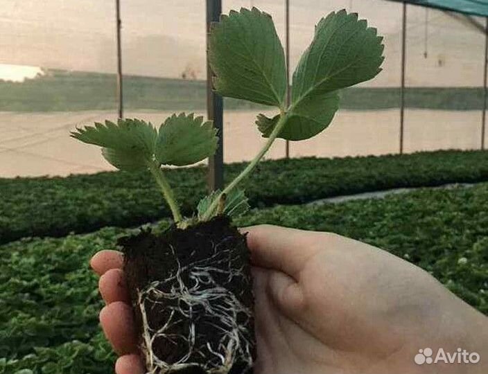 Клубника сорта Мурано предзаказ кассетки оптом