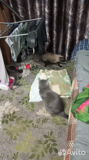 Британский кот вязка