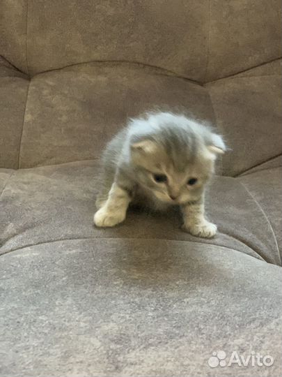 Британские котята