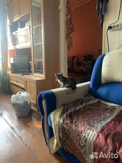 Котенок мальчик