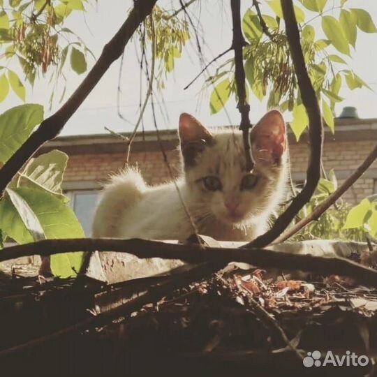 Тайские котята бесплатно