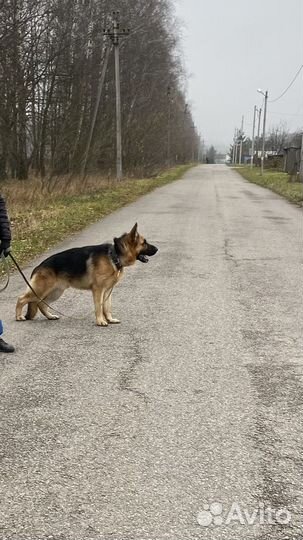 Немецкая овчарка вязка