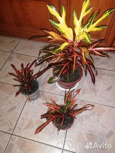 Кодиеум кротон