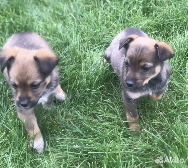 Щенки