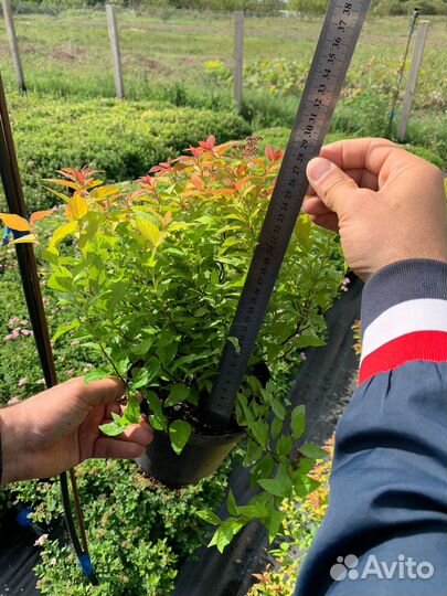 Пузыреплодник, дерен белый, спиреи, кизильник