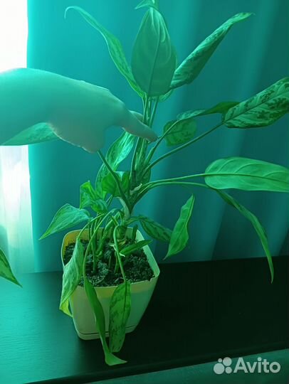 Комнатные растения