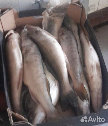 Рыба свежемороженая судак/щука