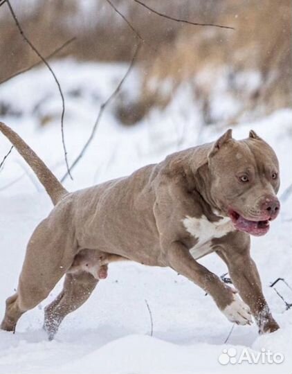 Американский булли xl