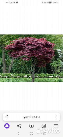 Клены японские Атропурпуреа