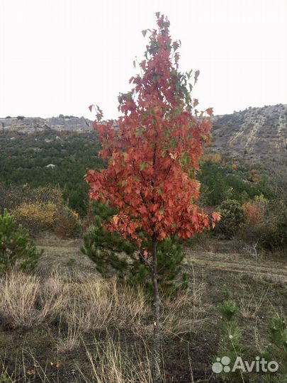 Саженцы декоративного дерева рябины